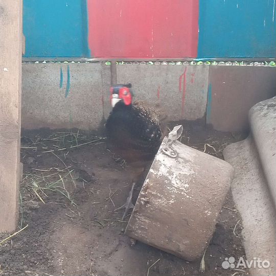 Фазан румынский