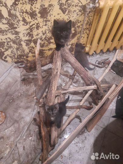 Отдам бесплатно