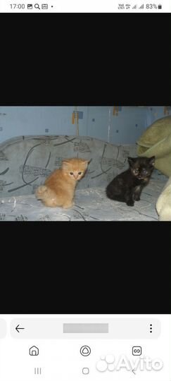 Домашние животные котята, бесплатно