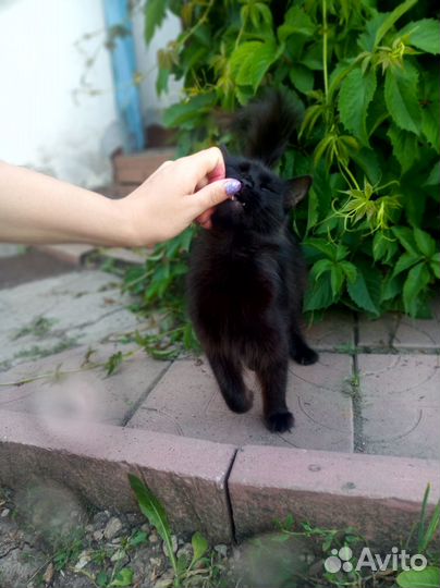 Найдена кошка