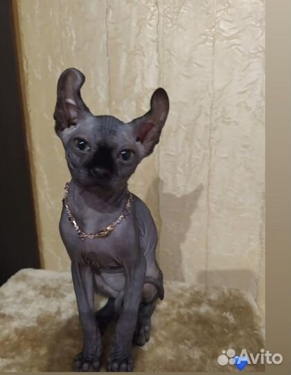 Сфинкс эльф вязка