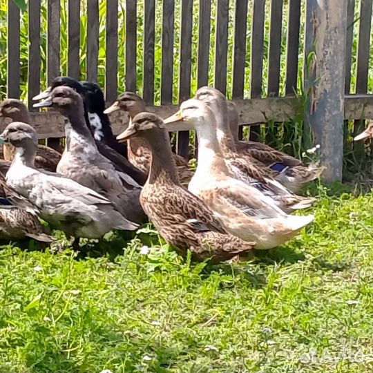 Утки домашние