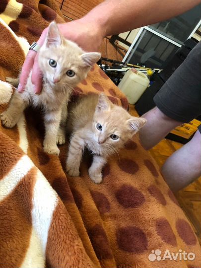 Кошка в дар