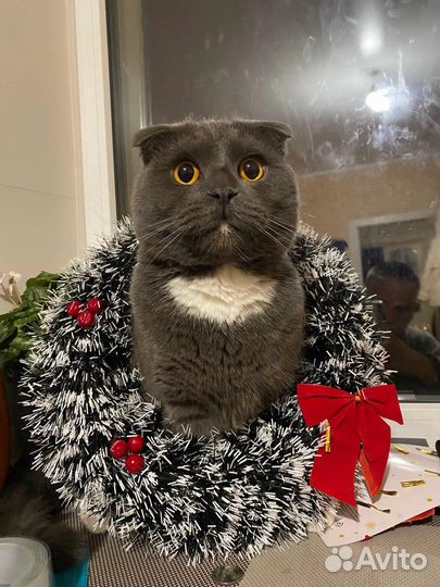 Британский вислоухий кот вязка