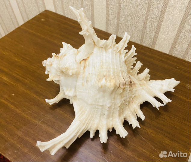 Ракушка океаническая