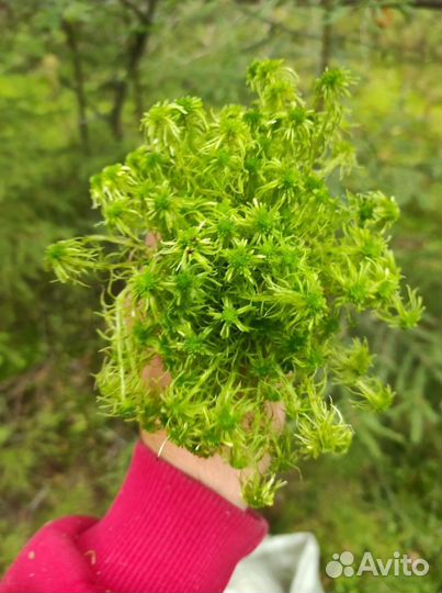 Мох сфагнум свежий лесной