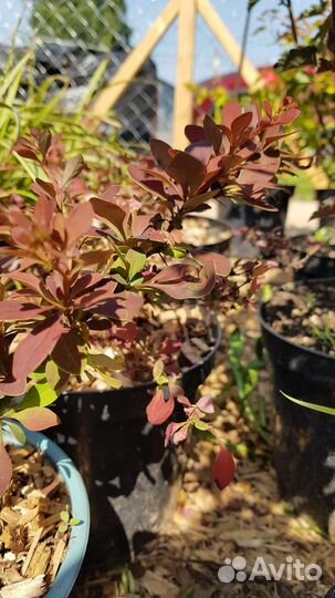 Барбарис Тунберга Голден Ринг