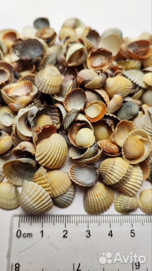Маленькие морские ракушки для творчества