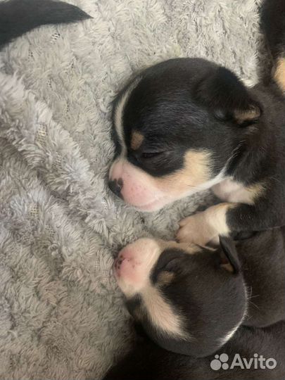 Щеночки чихуахуа триколор