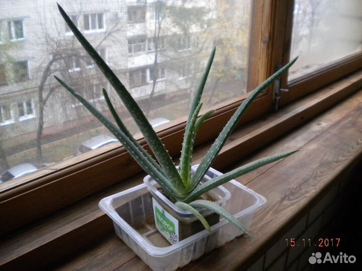 Продам цветы алоэ- вера