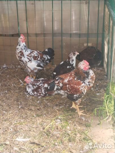 Куры петухи 2 вида