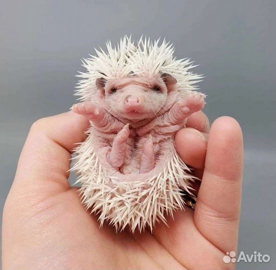 Ёжик африканский