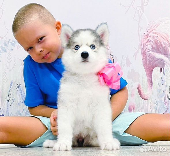Черно-белые, Шоколадно-белые и Серо-белые Хасятки