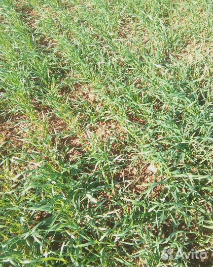 Азофоска 16:16:16