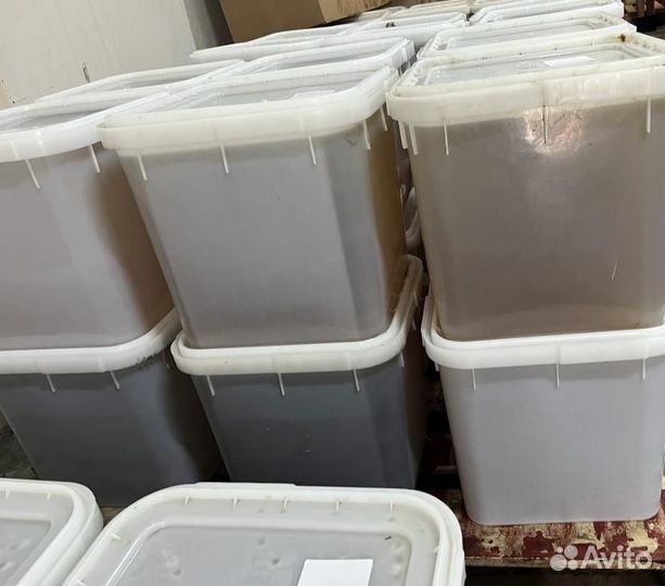 Свежая качка горный мед опт