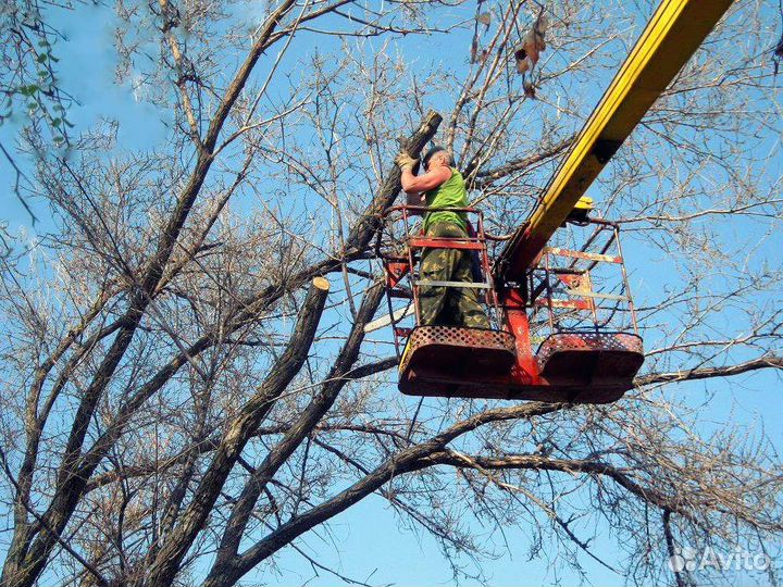 Спил деревьев