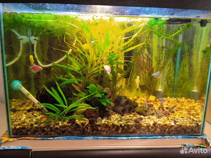 Рыбки для аквариума