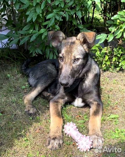 Щенок в добрые руки бесплатно