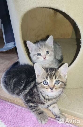 Шотландские котята