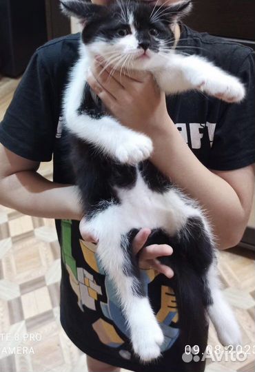 Котята ищут дом