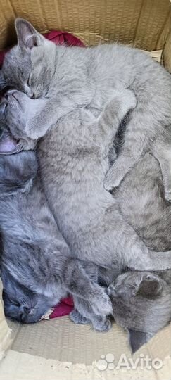Котята русская голубая