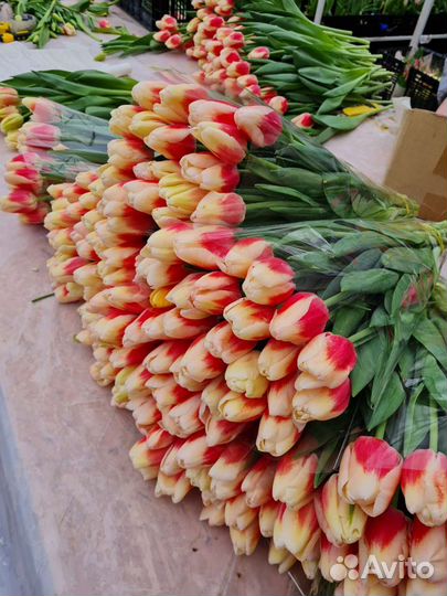 Луковицы тюльпанов оптом