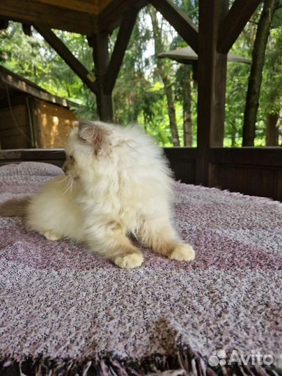 Котенок регдолл, девочка