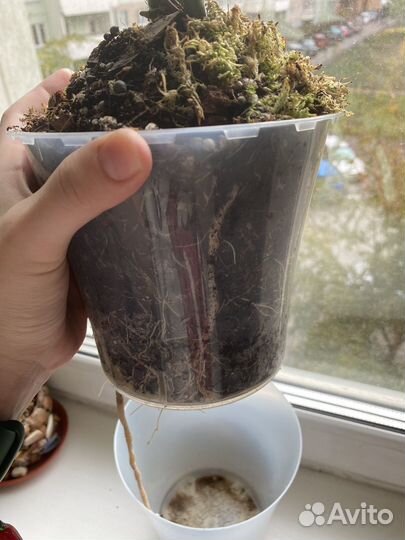 Алоказия мишольца