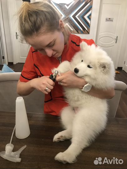 Стрижка собак