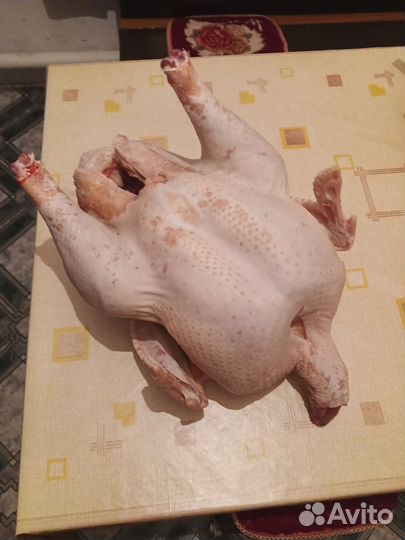 Мясо индюка, Идоутей