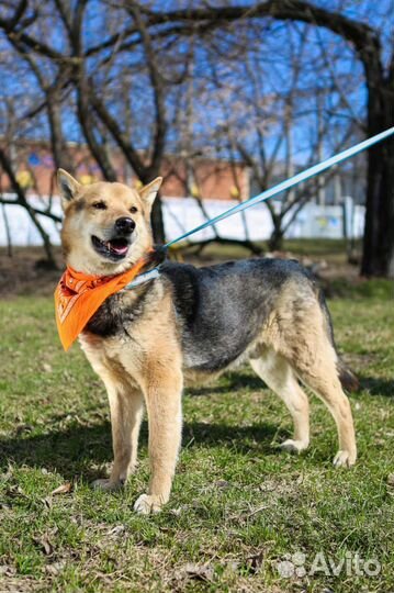 Одинокий красавец в поисках дома