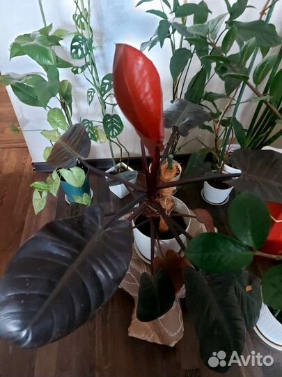 Большие комнатные цветы