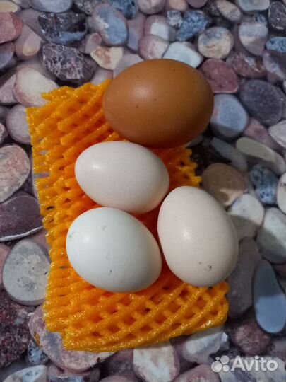 Яйцо инкубационное китайской шелковой