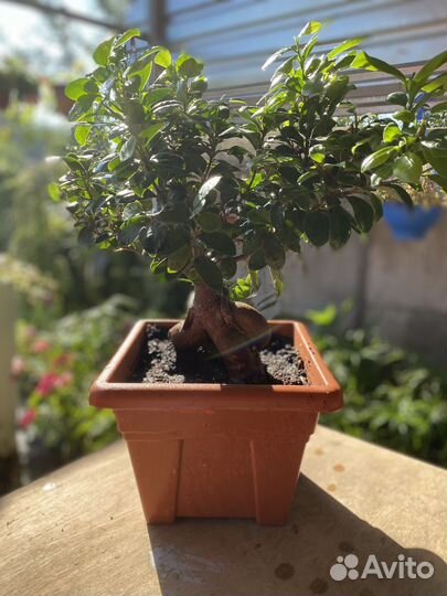 Фикус микрокарпа