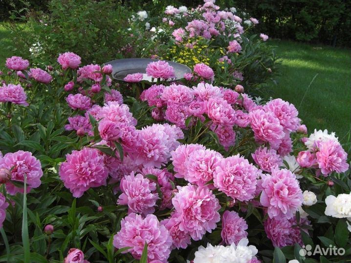 Пион розовый