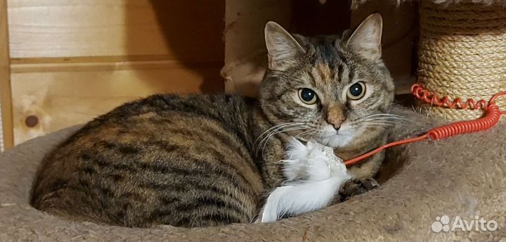 Кошка мякушка
