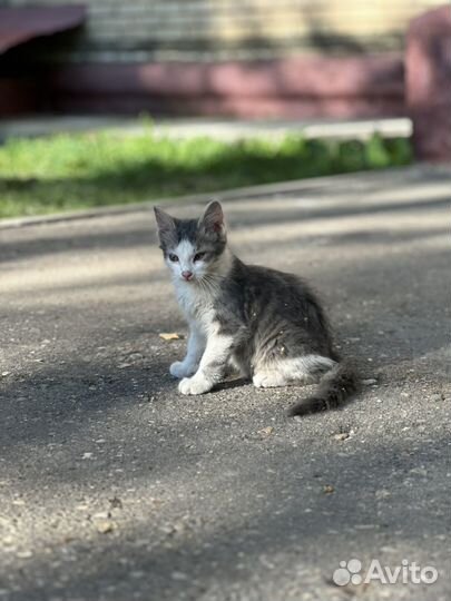 Котенок пушистый в дар на улице спасите жизнь