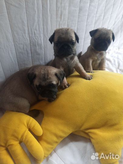 Щенки мопса