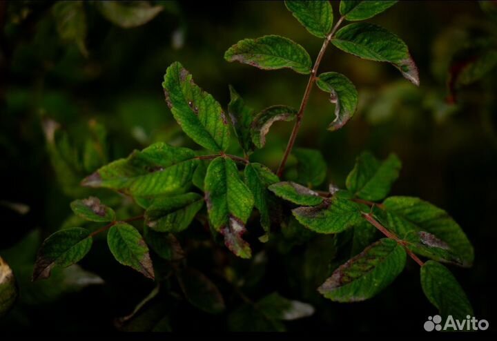 Гелиос 44-3 2/58