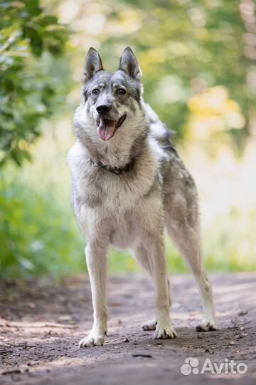 Лайка в добрые руки
