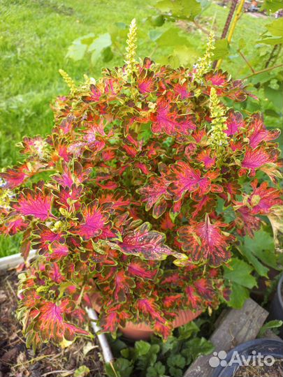 Лагерстремия/Дихондра/Колеус