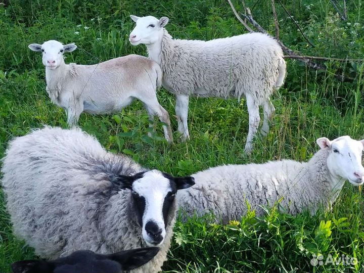 Бараны, овцы, ярки