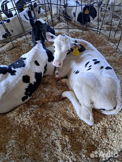 Бычки и телята