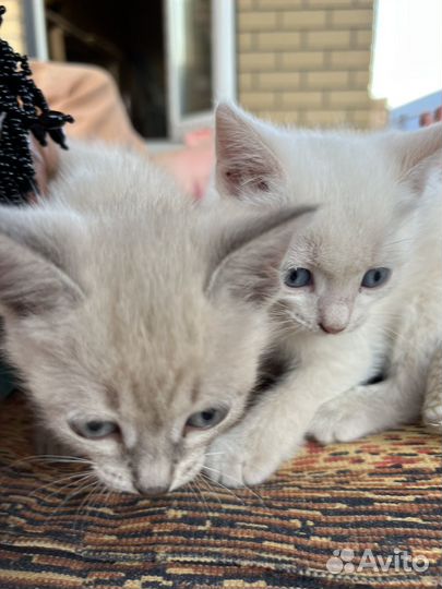 Котята в добрые руки бесплатно