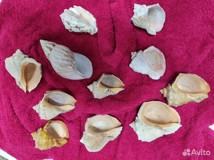 Морские ракушки