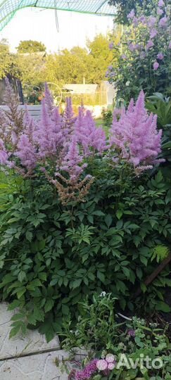 Астильба саженцы