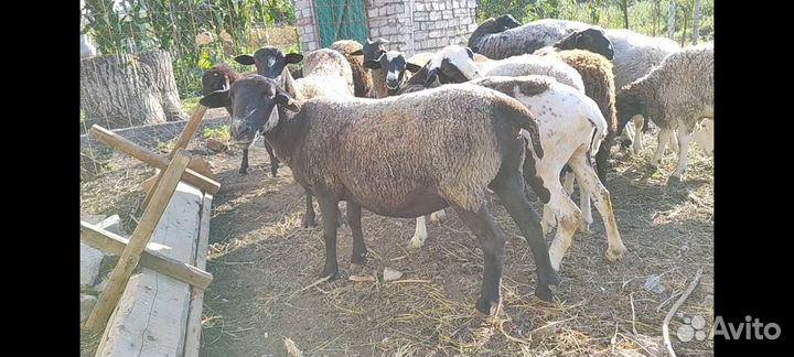 Овцы породы дорпер
