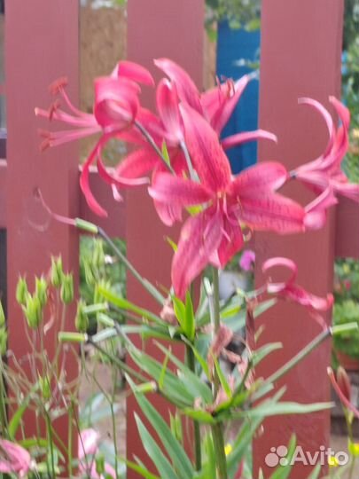 Многолетние цветы