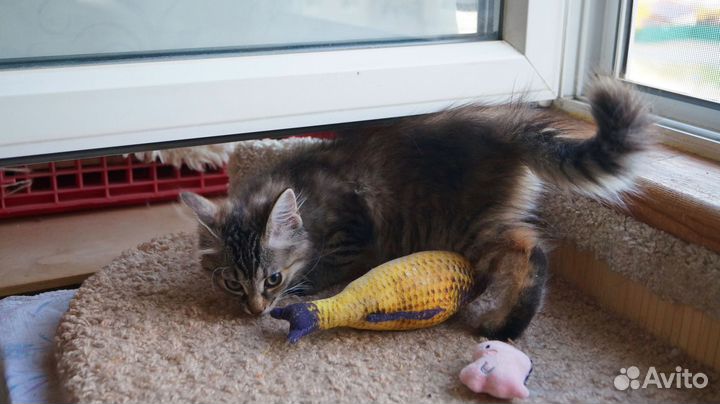 Заноза в поиске дома