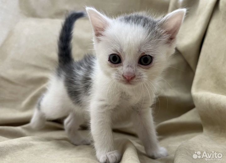 Котята с доставкой